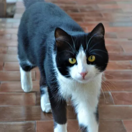 Pri Marjotu 3* Kojsko