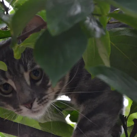 Pri Marjotu 게스트하우스