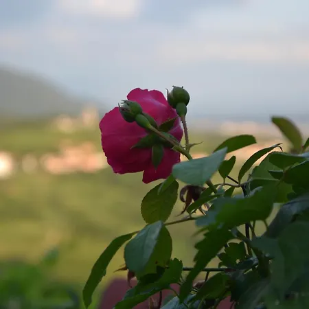 Pri Marjotu Maison d'hôtes Kojsko