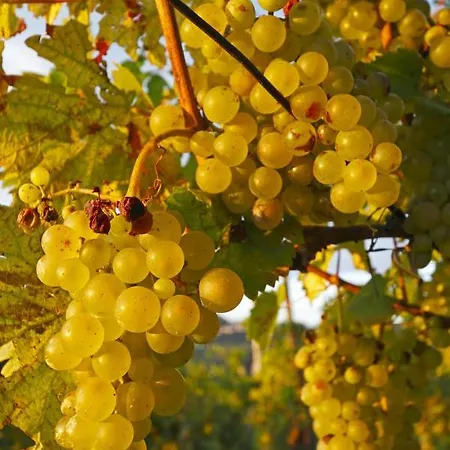 Pri Marjotu 게스트하우스