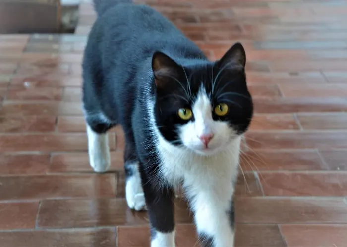 Pri Marjotu 3* Kojsko