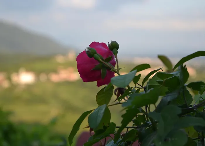 Pri Marjotu Penzion Kojsko